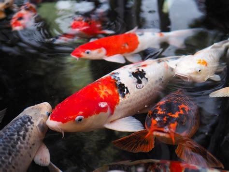 Koi Fish: Types, Care Tips, Lifespan & Facts (With Info & Pictures).